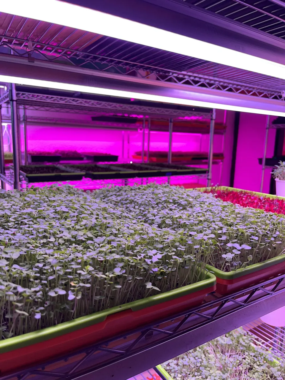 Seedling trays on shelves under growing lights