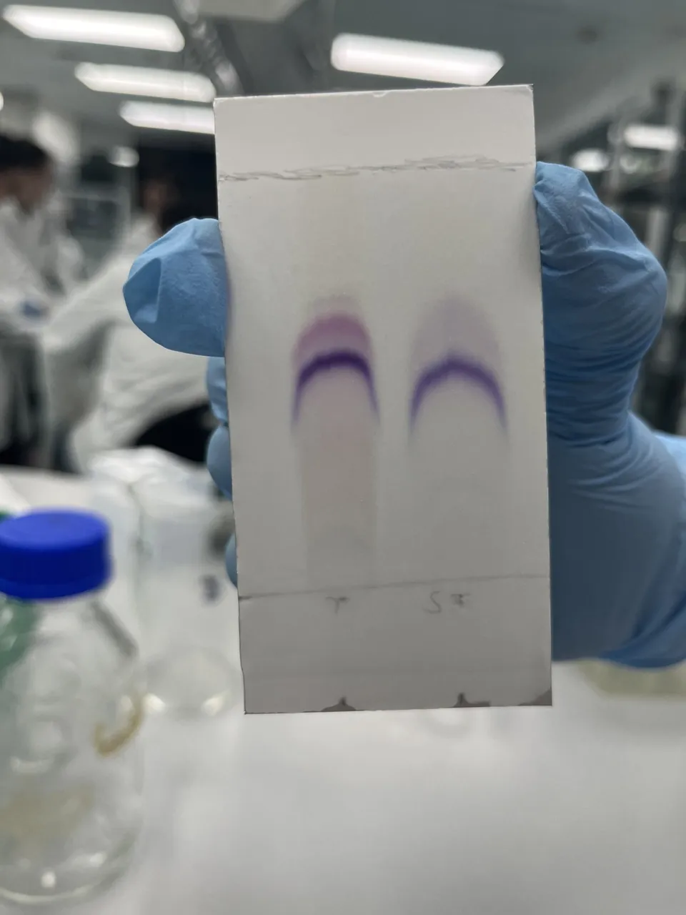 A gloved hand holding a laboratory plate with visible purple bands